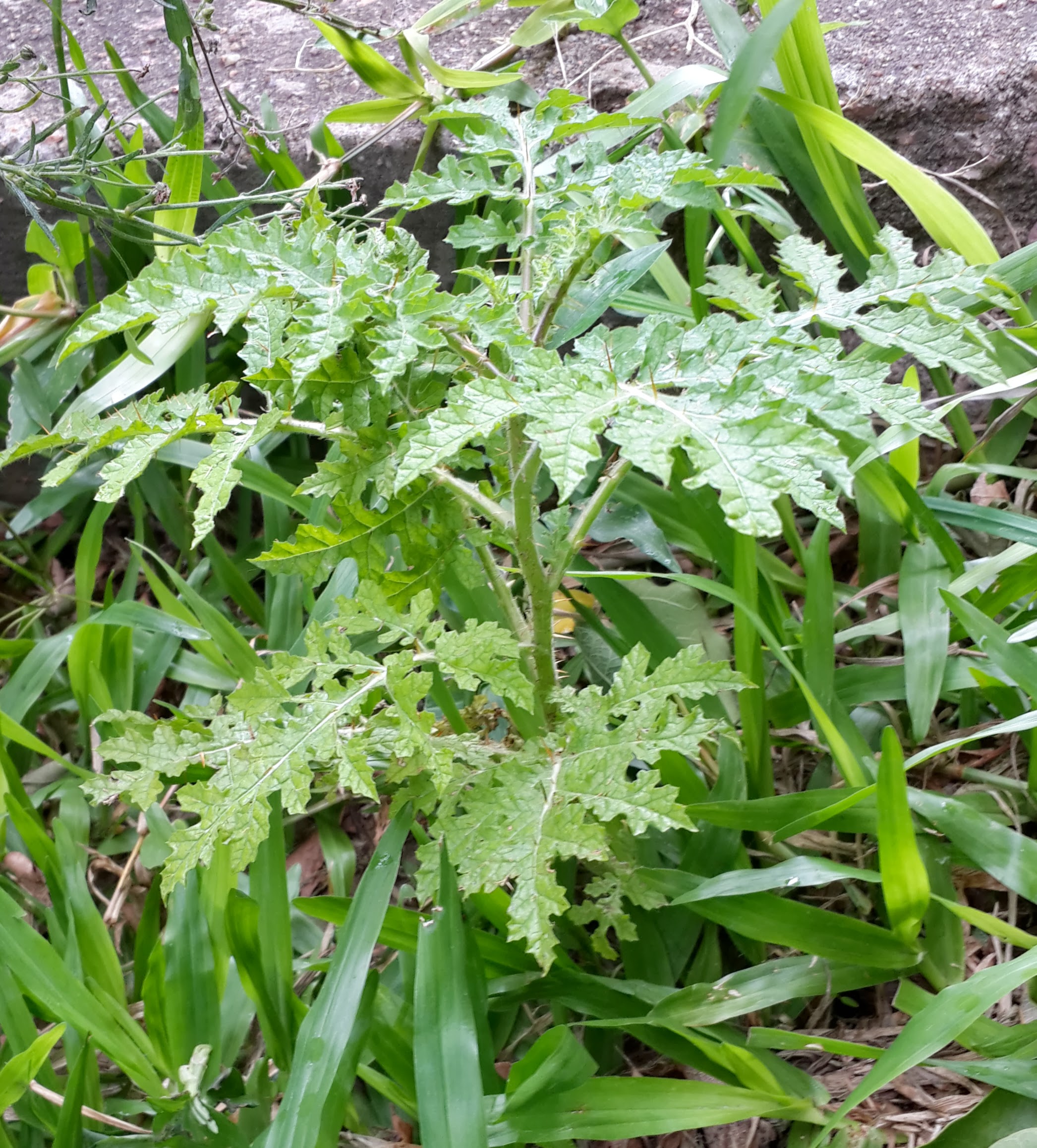 Mata-cavalo, Solanum sisymbrifolium - planta tóxica da famí…