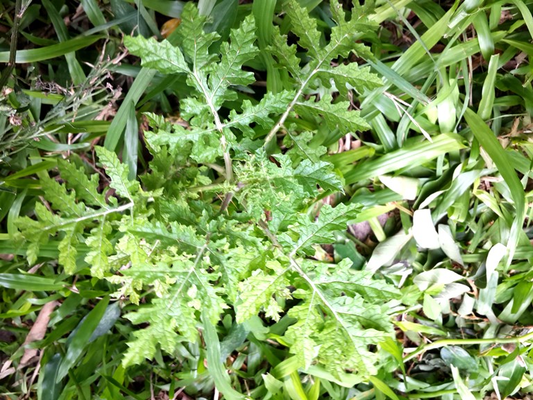 Canto Flora - Espaço de Biodiversidade - Joá- Mata-cavalo (Solanum