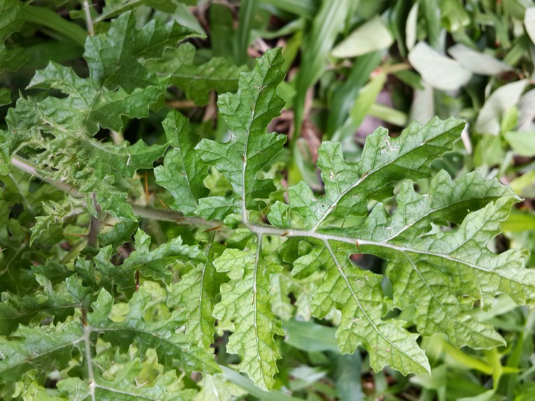 Mata-cavalo, Solanum sisymbrifolium - planta tóxica da famí…