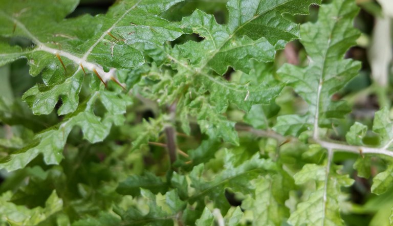 Mata-cavalo, Solanum sisymbrifolium - planta tóxica da famí…