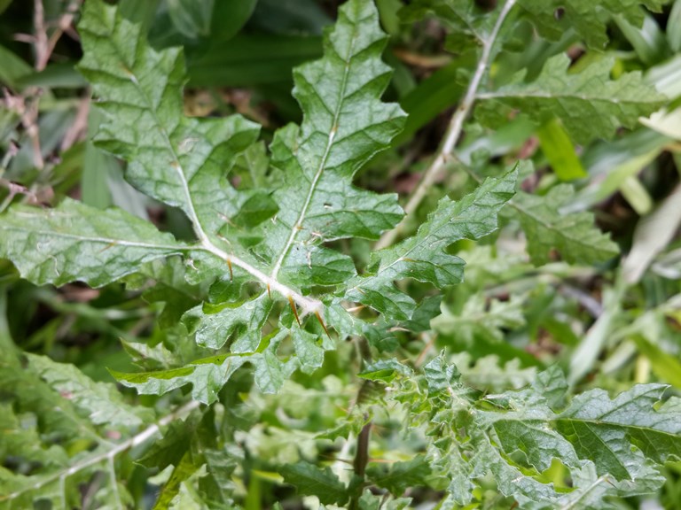 Mata-cavalo, Solanum sisymbrifolium - planta tóxica da famí…