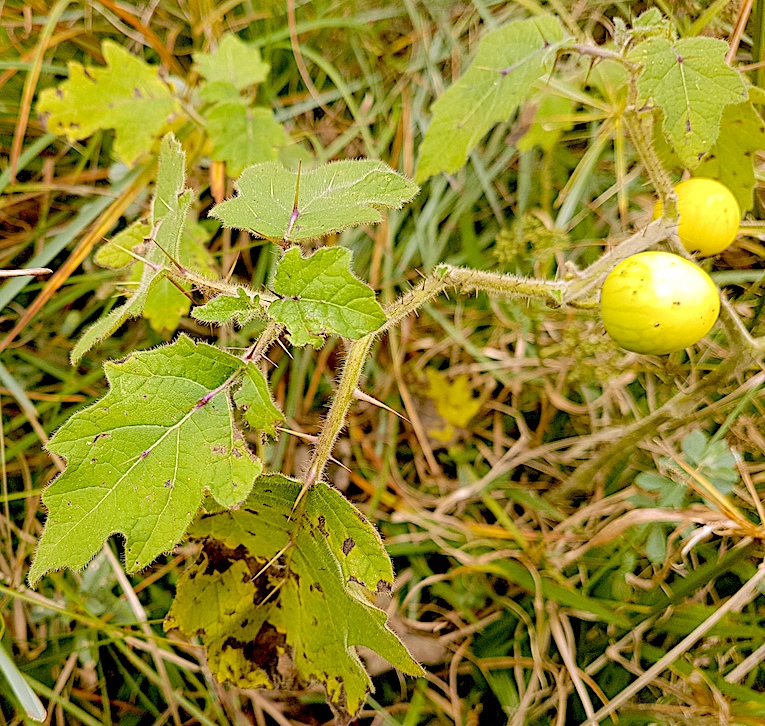 Mata-cavalo (Solanum aculeatissimum Jacq.) - AgriPorticus fotos e  informações de pragas de plantas - Agronômica