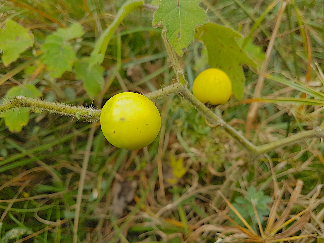 Sementes De Arrebenta Cavalo Joa Bravo Solanum Palinacanthum