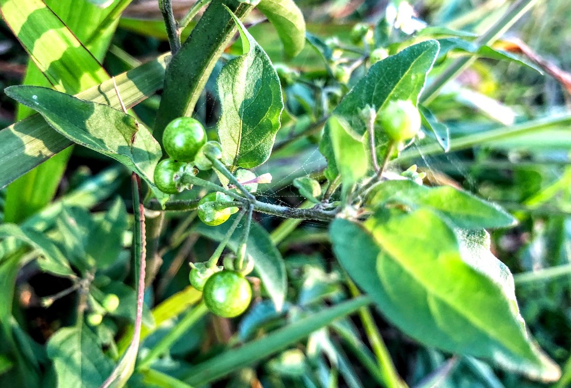 Maria-pretinha  Solanum americanum – Entre Plantas