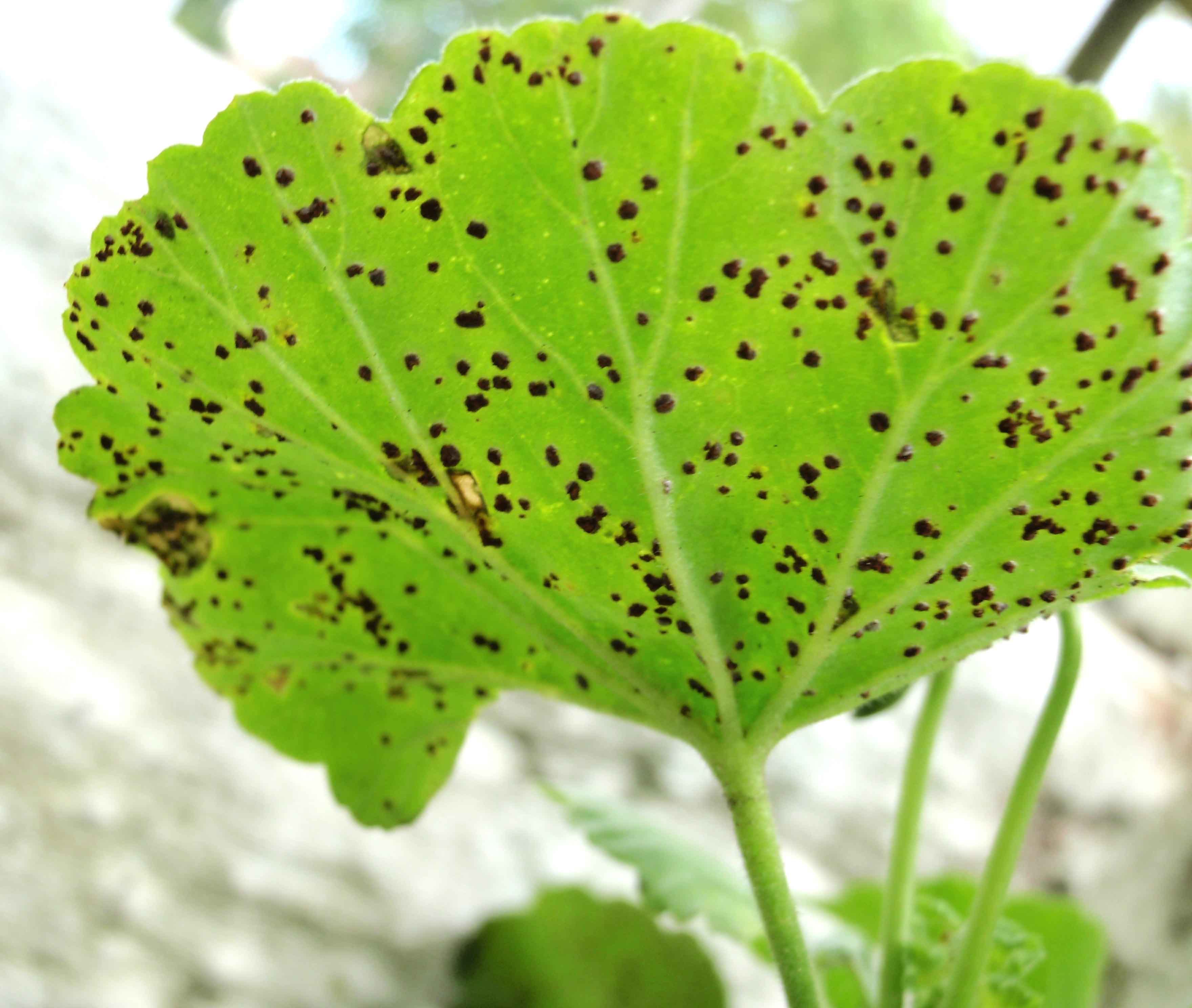 Ferrugem do gerânio - AgriPorticus fotos e informações de pragas de plantas  - Agronômica