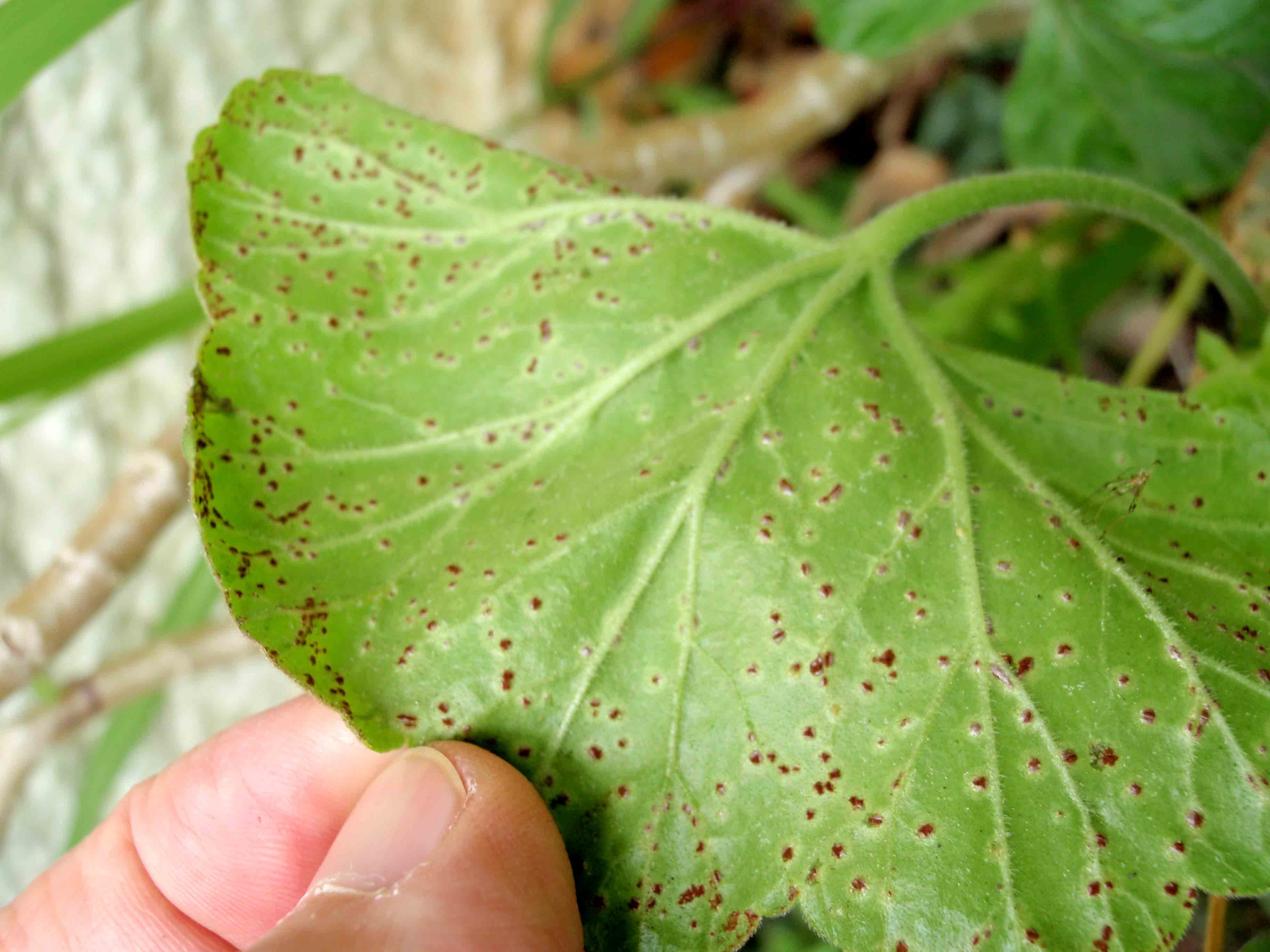 Ferrugem do gerânio - AgriPorticus fotos e informações de pragas de plantas  - Agronômica