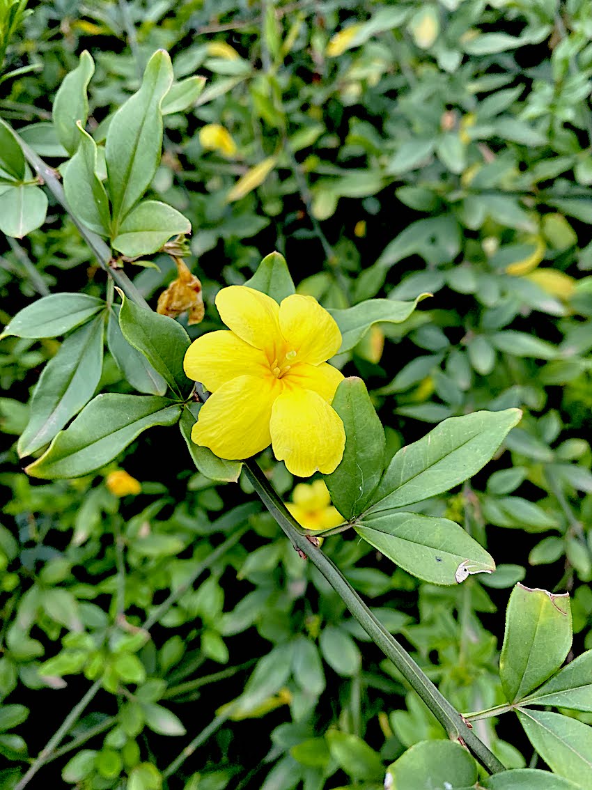 Jasmim-amarelo (Jasminum mesnyi), Canela, RS - AgriPorticus fotos e  informações de pragas de plantas - Agronômica