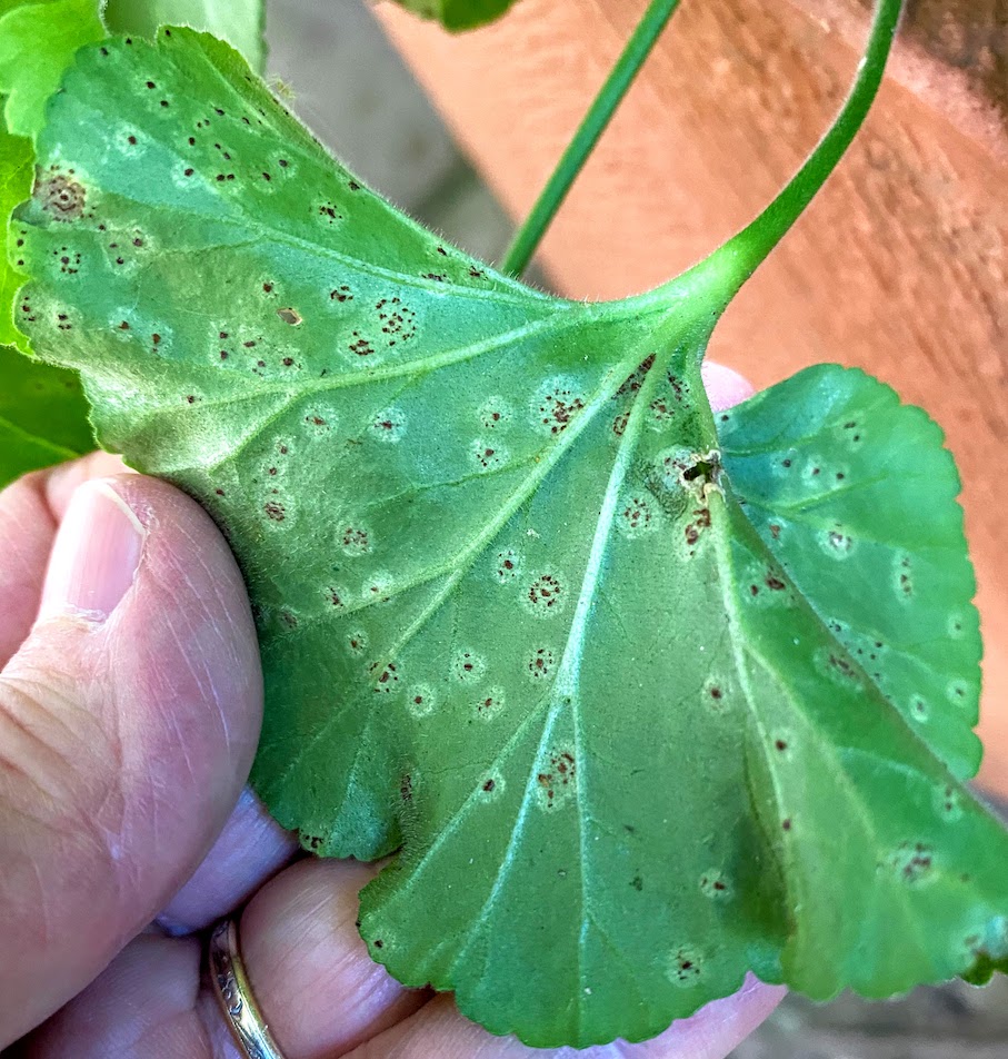 Ferrugem do gerânio (Puccinia pelargonii-zonalis) - AgriPorticus fotos e  informações de pragas de plantas - Agronômica
