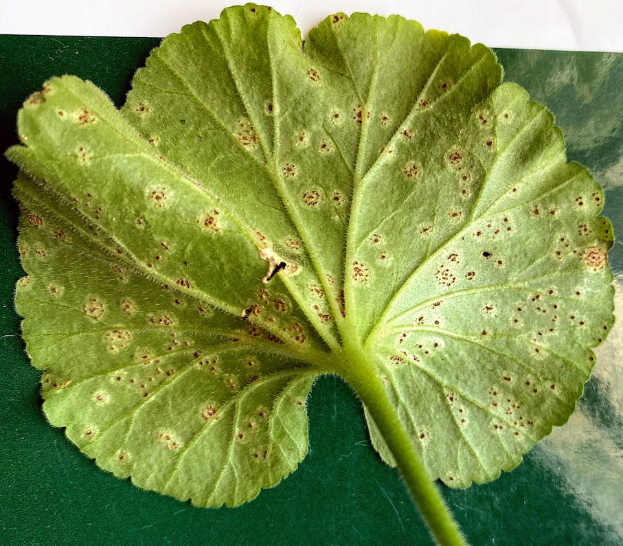 Ferrugem do gerânio (Puccinia pelargonii-zonalis) - AgriPorticus fotos e  informações de pragas de plantas - Agronômica